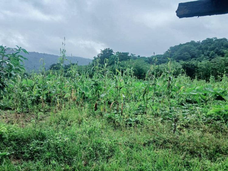 Ministeriu Agrikultur La-iha Resposta, Mudansa Klimatika Estraga Agrikultor Nia Plantasaun