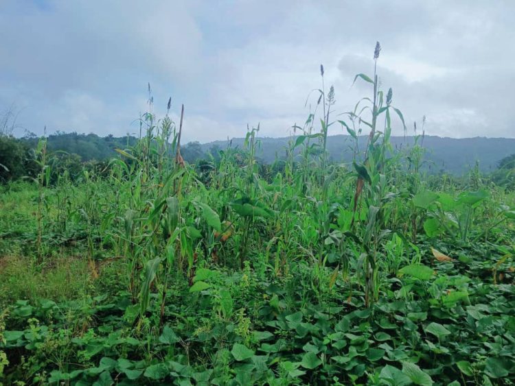 Ministeriu Agrikultur La-iha Resposta, Mudansa Klimatika Estraga Agrikultor Nia Plantasaun