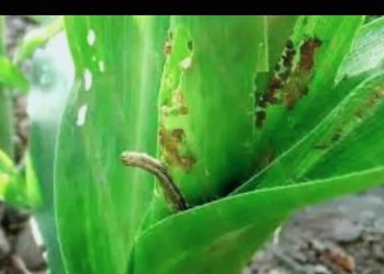 Ministeriu Agrikultur La-iha Resposta, Mudansa Klimatika Estraga Agrikultor Nia Plantasaun