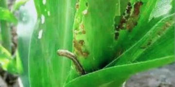 Ministeriu Agrikultur La-iha Resposta, Mudansa Klimatika Estraga Agrikultor Nia Plantasaun