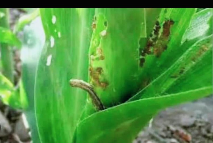 Ministeriu Agrikultur La-iha Resposta, Mudansa Klimatika Estraga Agrikultor Nia Plantasaun