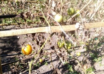 Husu Materiál Fila Rai, Haluan Negosiu Tomate