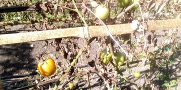 Husu Materiál Fila Rai, Haluan Negosiu Tomate