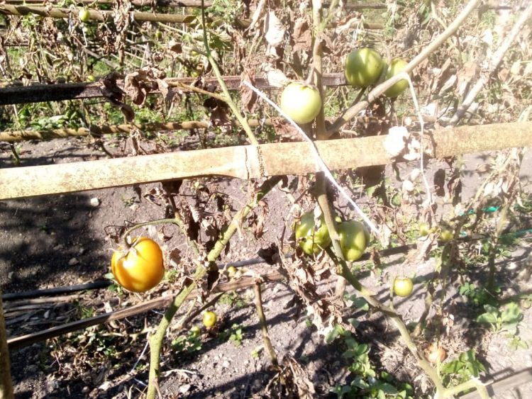 Husu Materiál Fila Rai, Haluan Negosiu Tomate