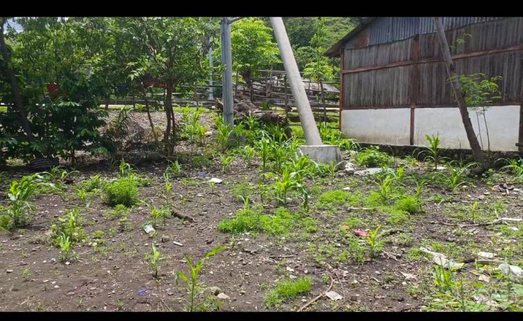 Pesti Estraga Batar Iha Sakato, SRAPPF RAEOA La Simu Pedidu Eskrita